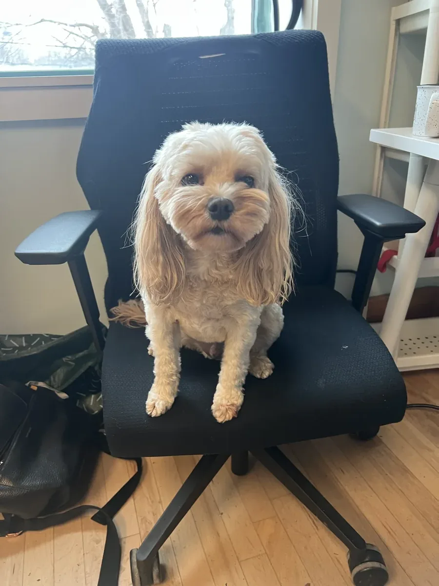 Alfie the dog sitting on an office chair