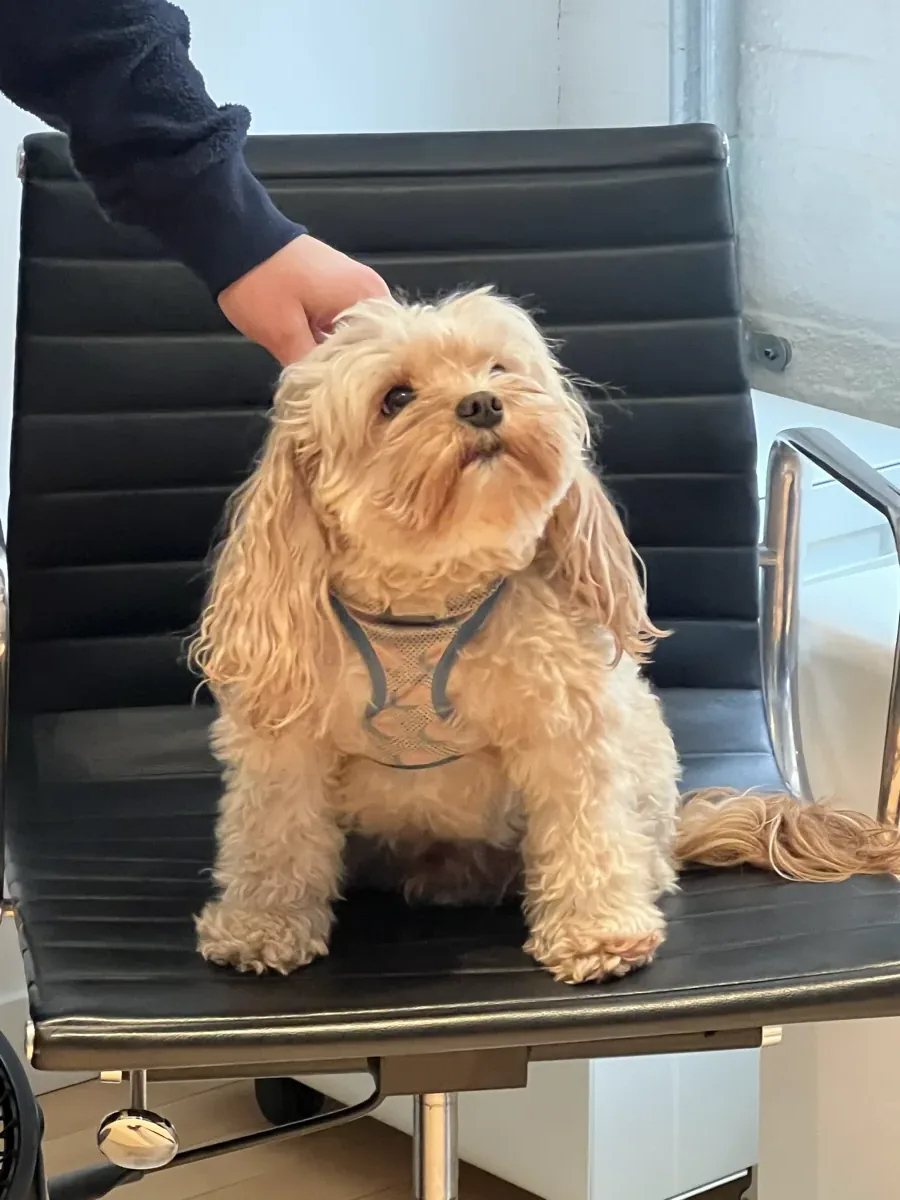 Alfie the dog being petted on an office chair