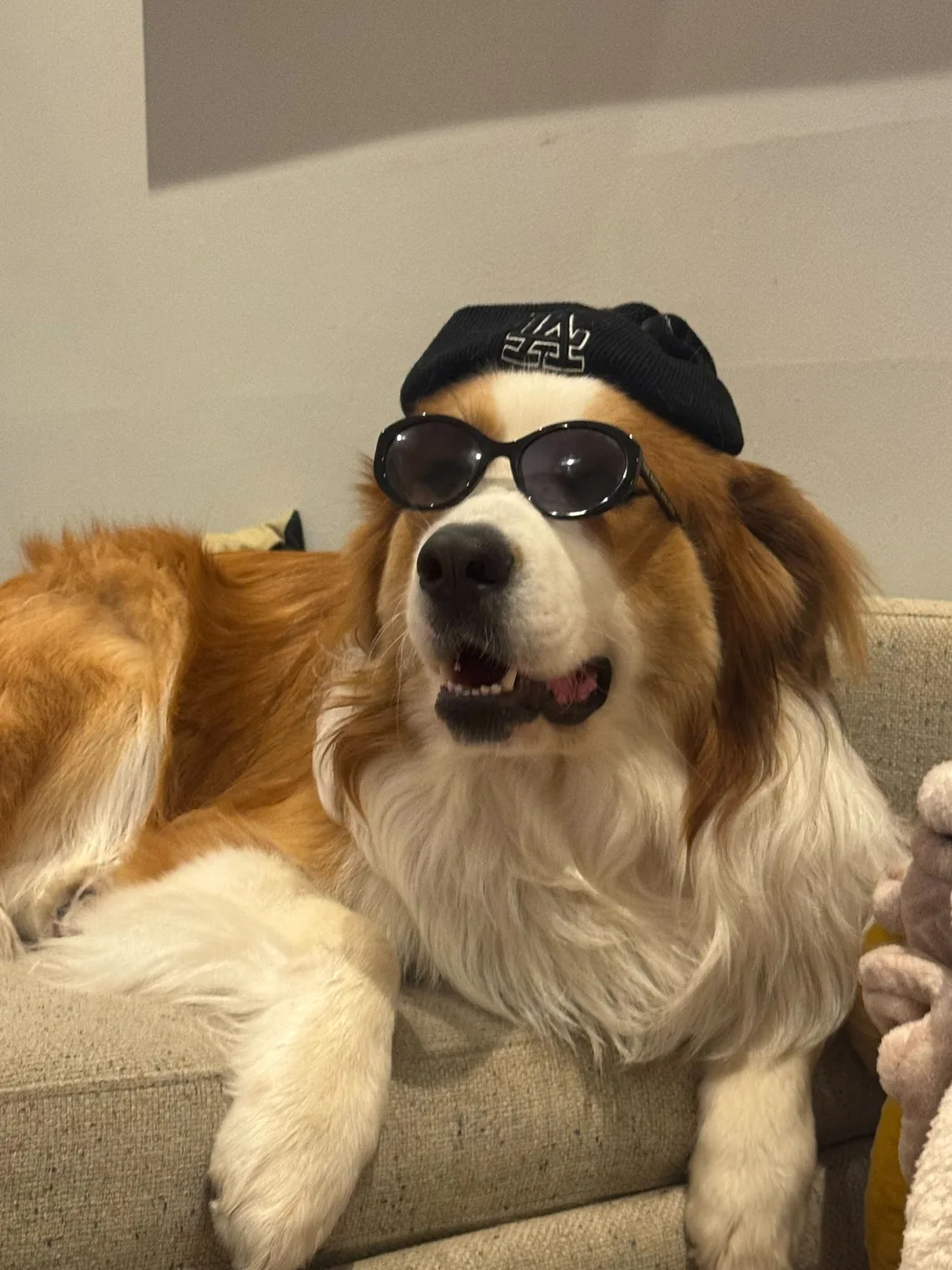 Koji the dog wearing a beanie and sunglasses on a couch