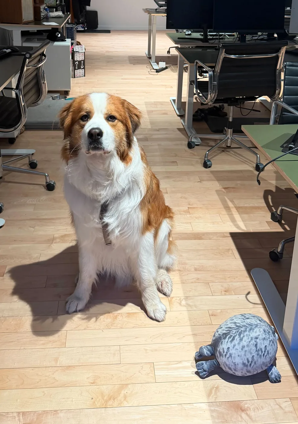 Koji the dog sitting in the middle of the office